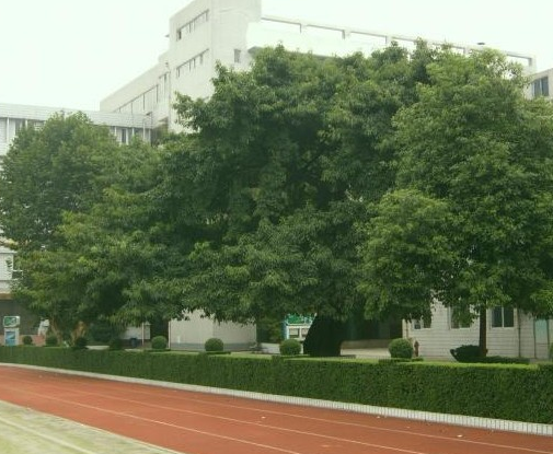 成都石室錦城外國(guó)語學(xué)校地理位置在哪里？