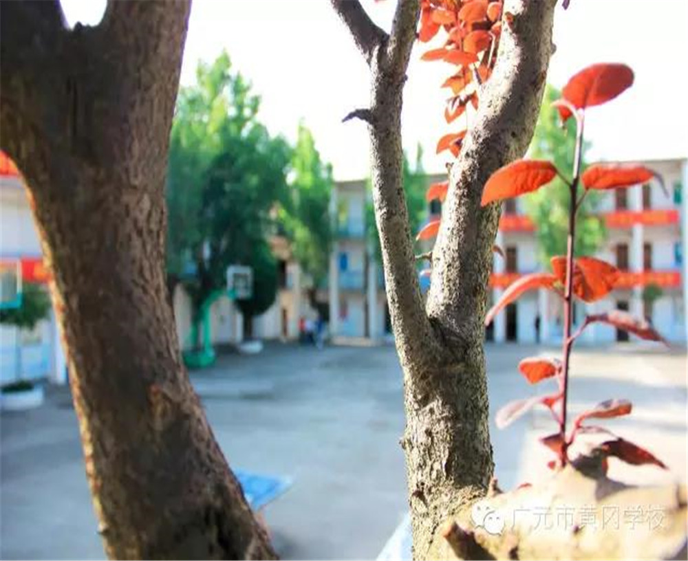 廣元市黃岡學(xué)校2020年學(xué)費(fèi)的收費(fèi)標(biāo)準(zhǔn)是多少？