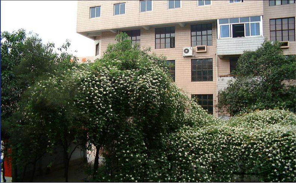 石室聯(lián)合中學蜀華分校2020年招生計劃是多少？